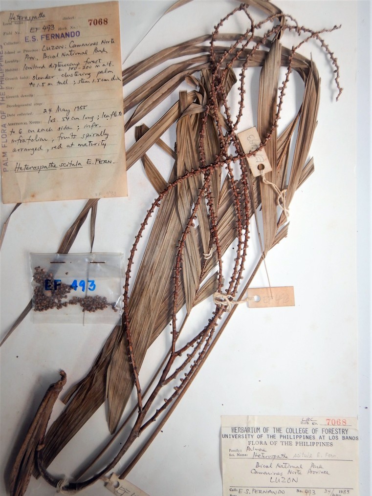 MNH-forestry-herbarium-Calamus scitula