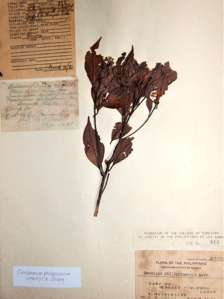 MNH-forestry-herbarium-Cinnamomum philippinense