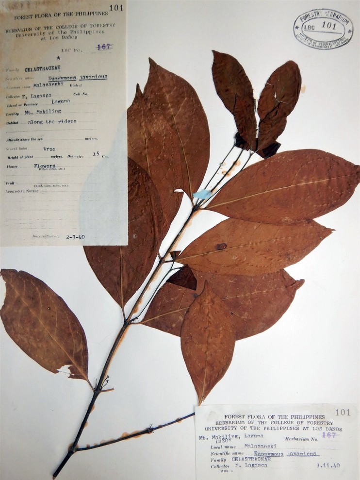 MNH-forestry-herbarium-Euonymus javanicus