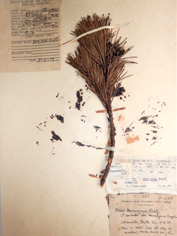 MNH-forestry-herbarium-Pinus murrayana
