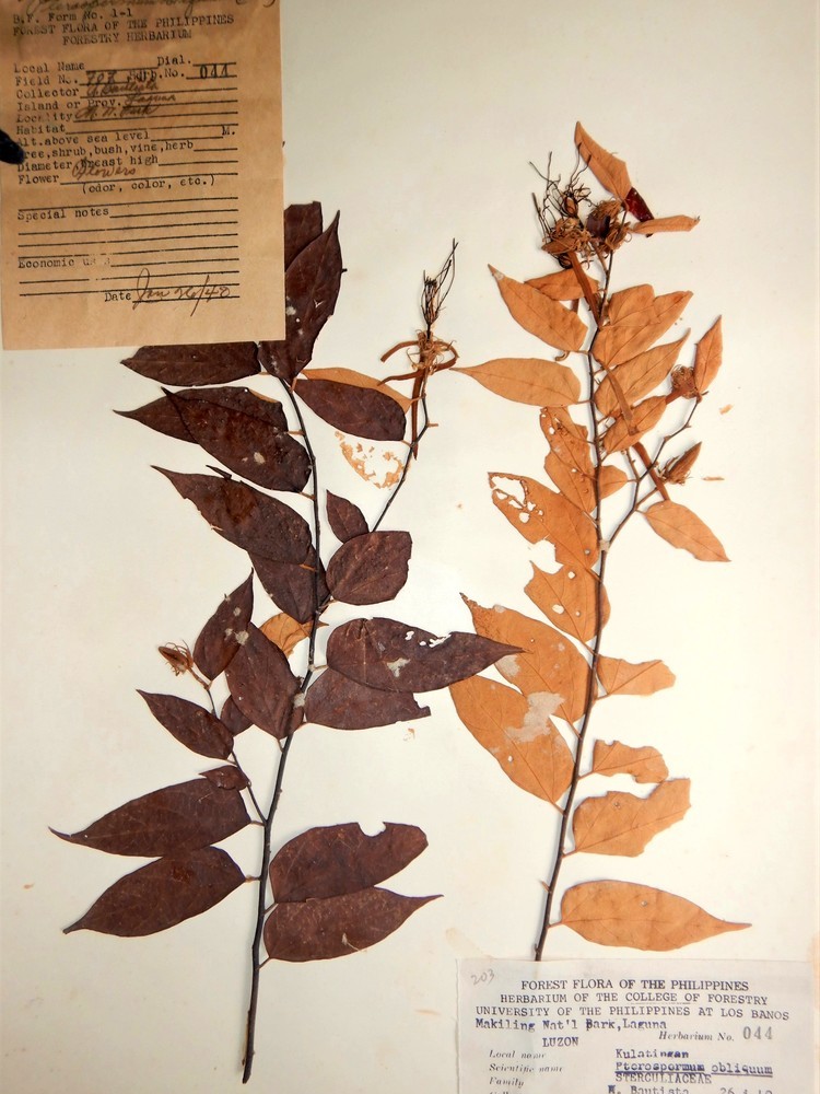 MNH-forestry-herbarium-Pterospermum obliquum