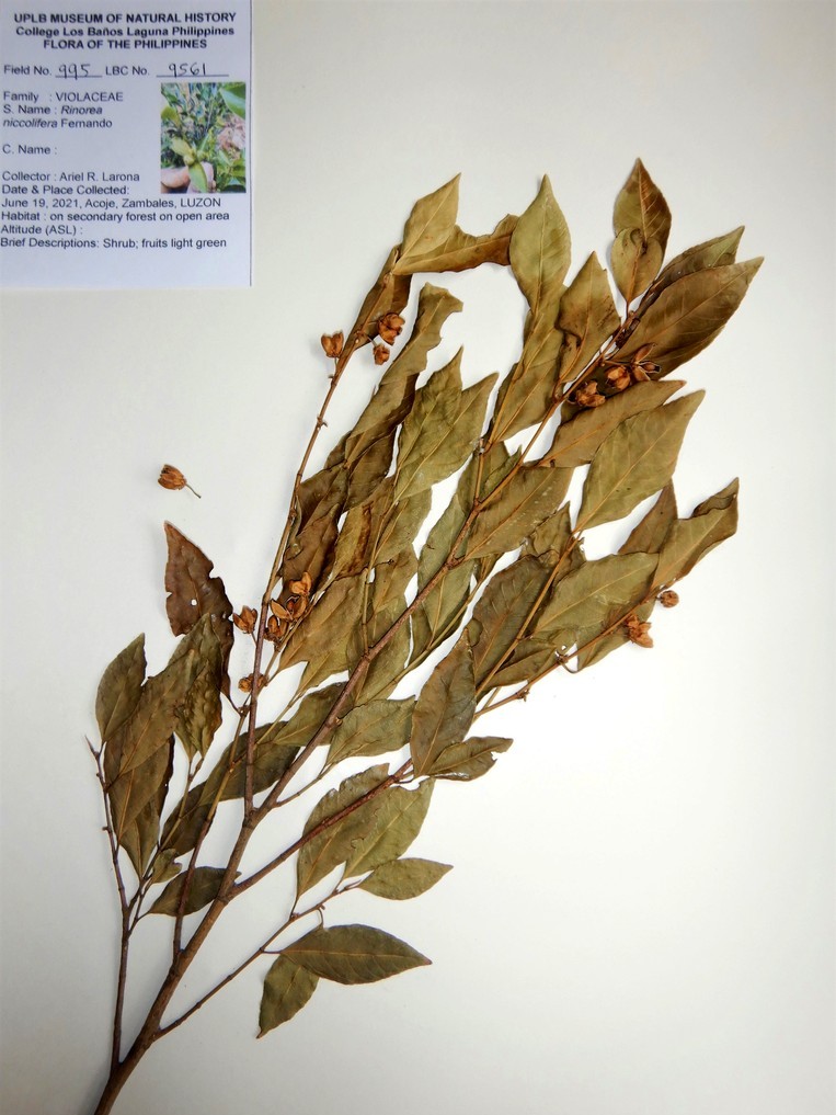 MNH-forestry-herbarium-Rinorea niccolifera
