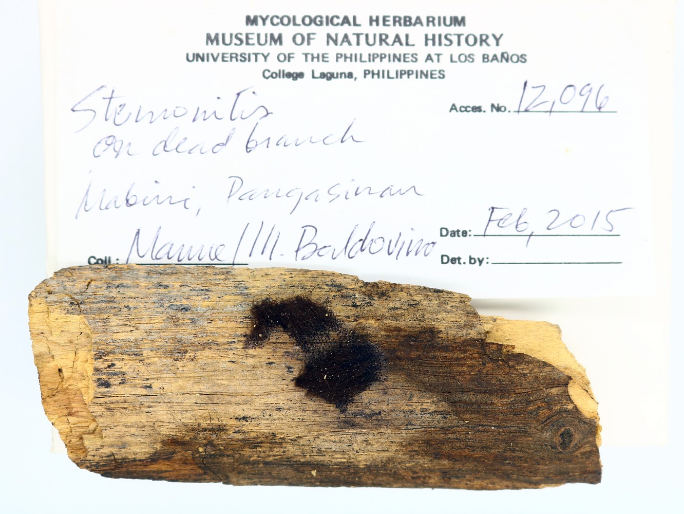 MNH-mycological-herbarium-01