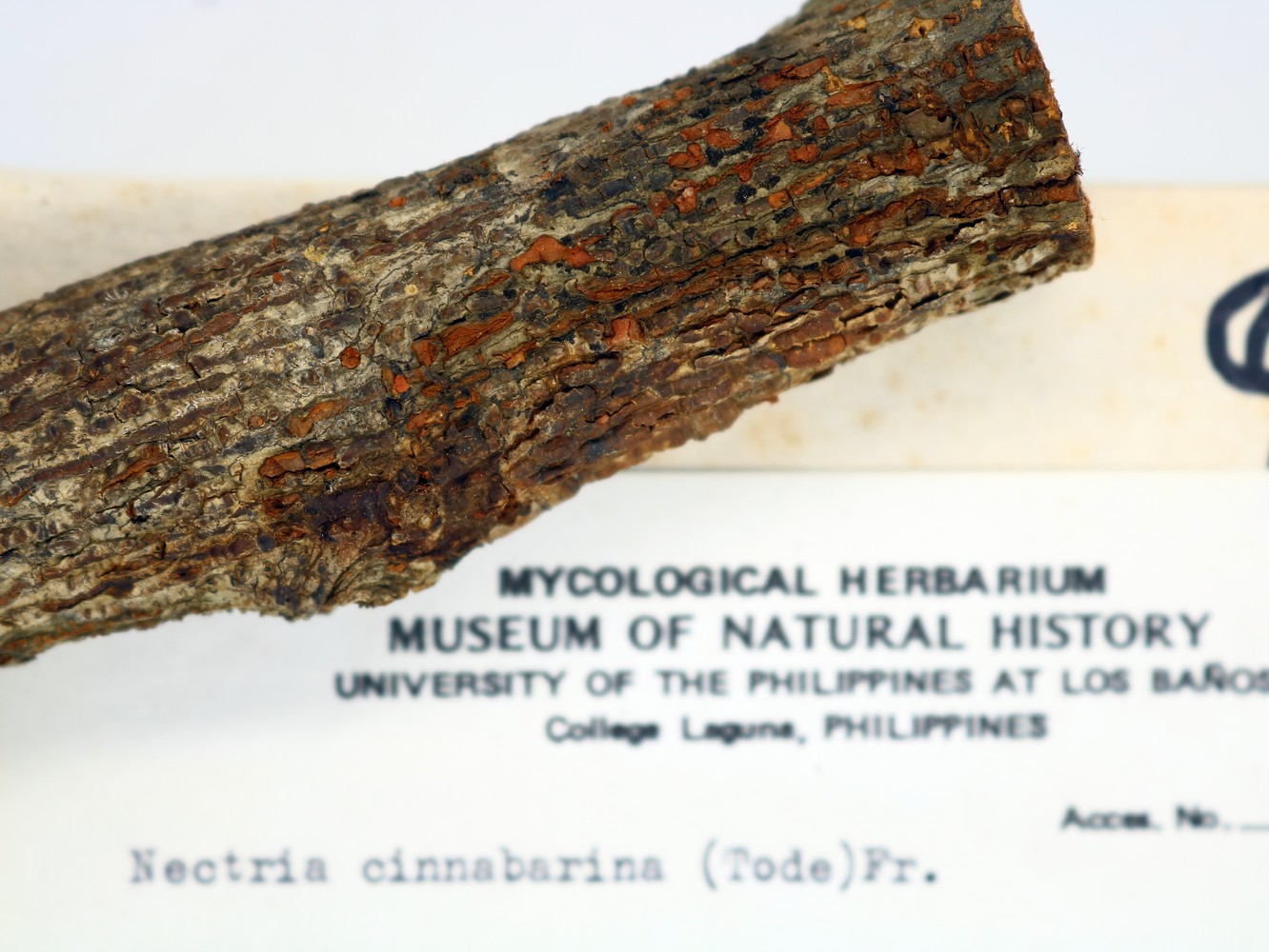 MNH-mycological-herbarium-02