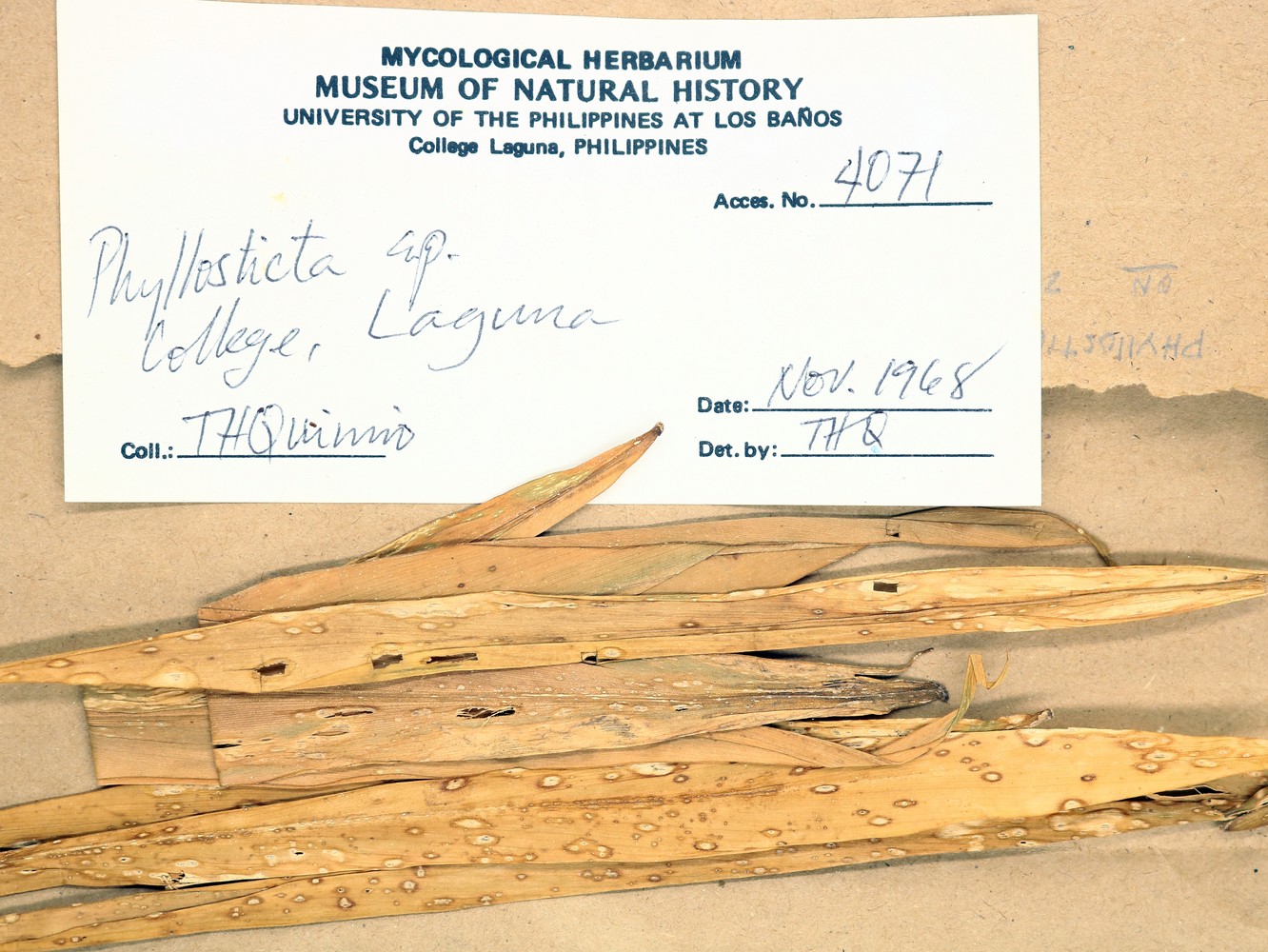 MNH-mycological-herbarium-06