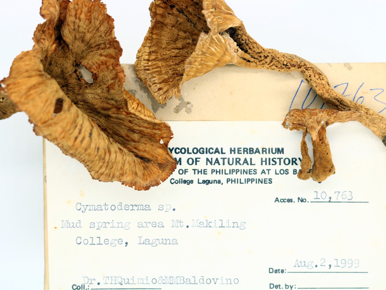 MNH-mycological-herbarium-09