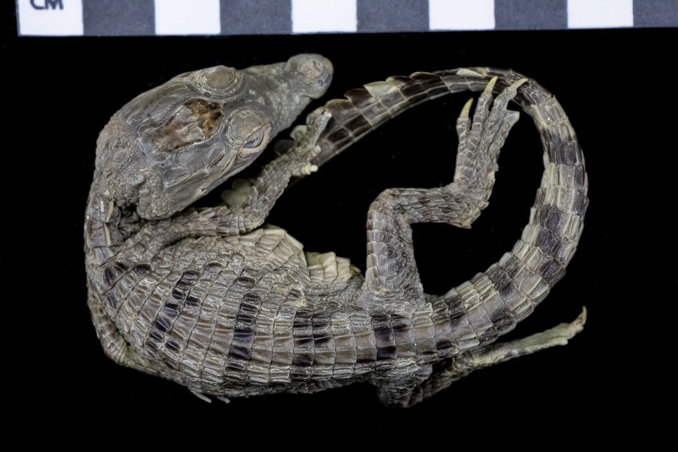 MNH-zoological collection-Crocodylus mindorensis