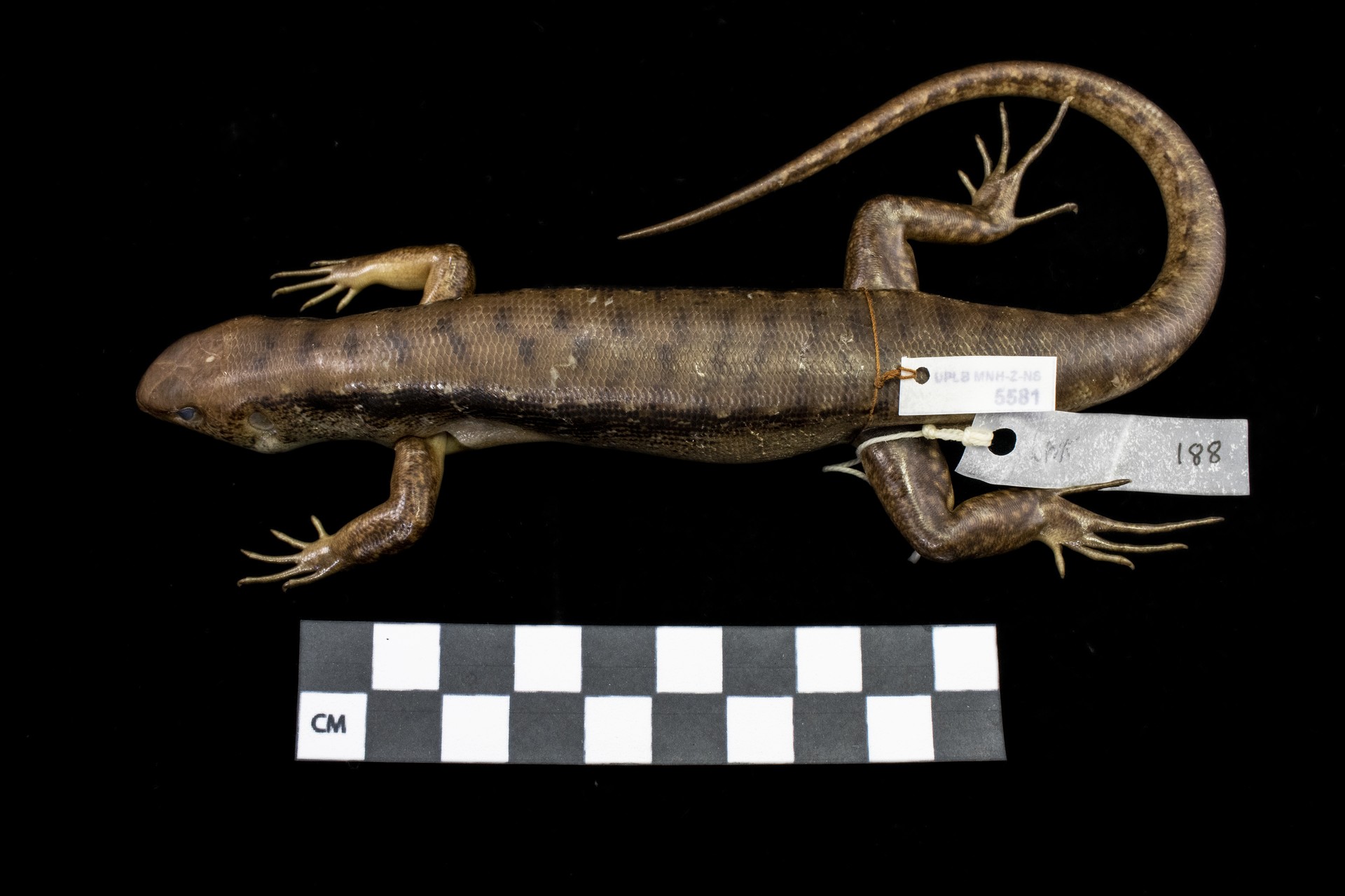 MNH-zoological collection-Otosaurus cumingi