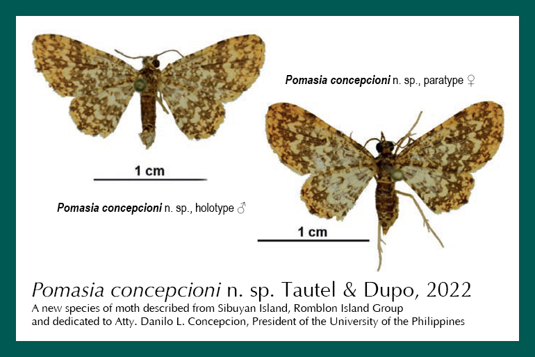 New Philippine moth is named after University of the Philippines’ president
