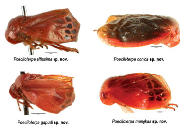 There are bugs that make spit, and four have been found in the Philippines