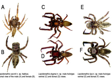A jump of joy for these three new spiders from Luzon