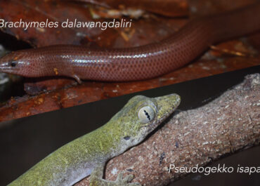 Two Romblon-endemic reptiles rediscovered in Mt. Guiting-Guiting survey
