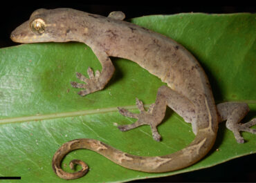 New species Philippine False Gecko described from several forest fragments of the Bicol Peninsula
