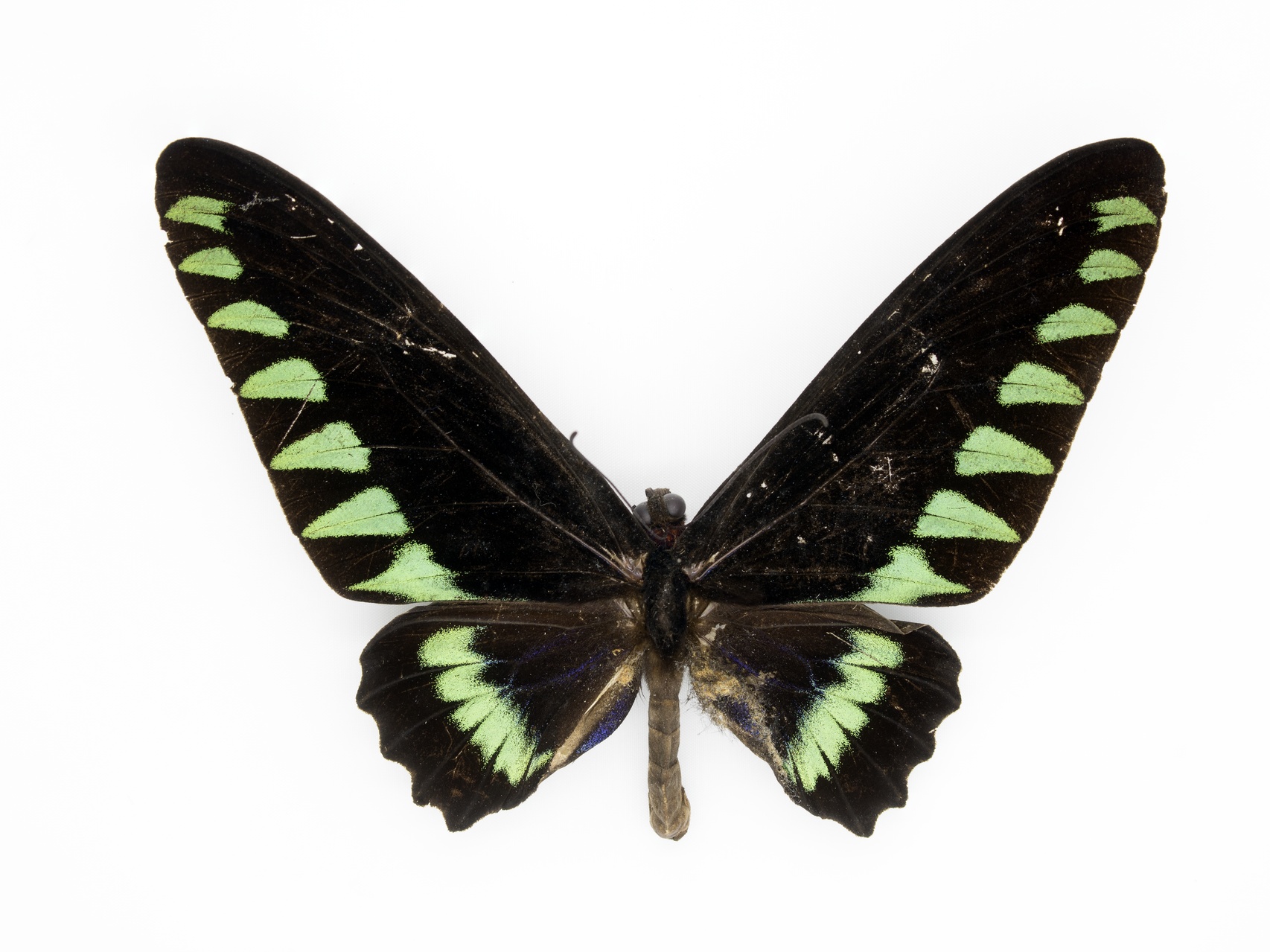 MNH-Entomological Collection-01