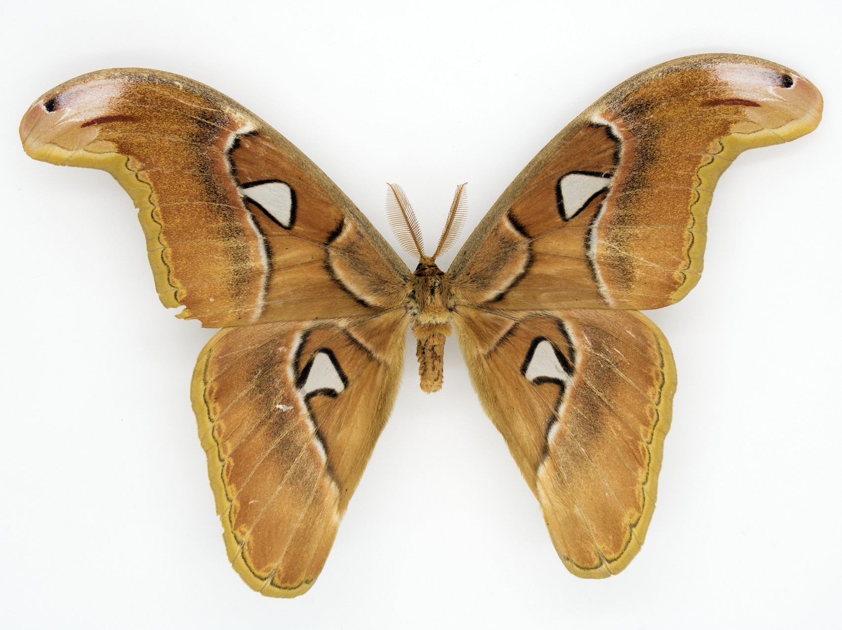 MNH-Entomological Collection-02