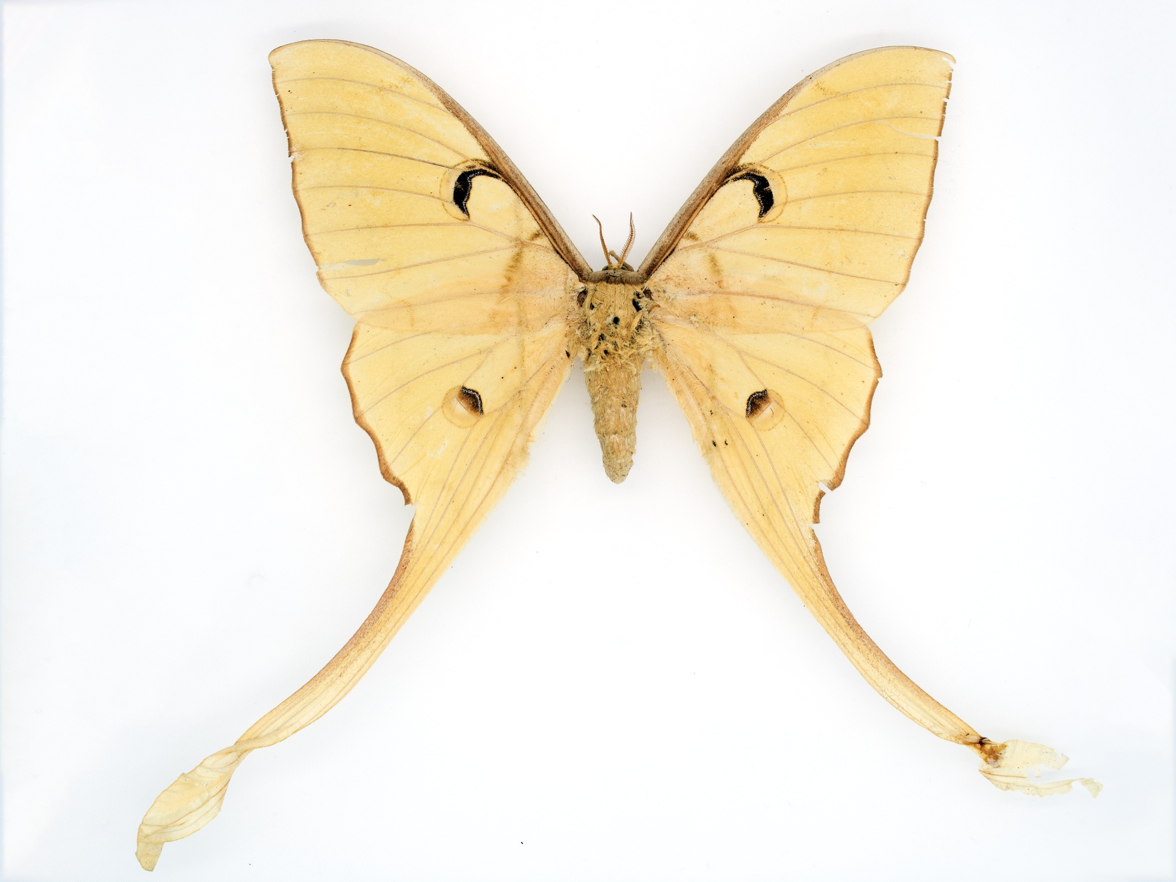 MNH-Entomological Collection-03