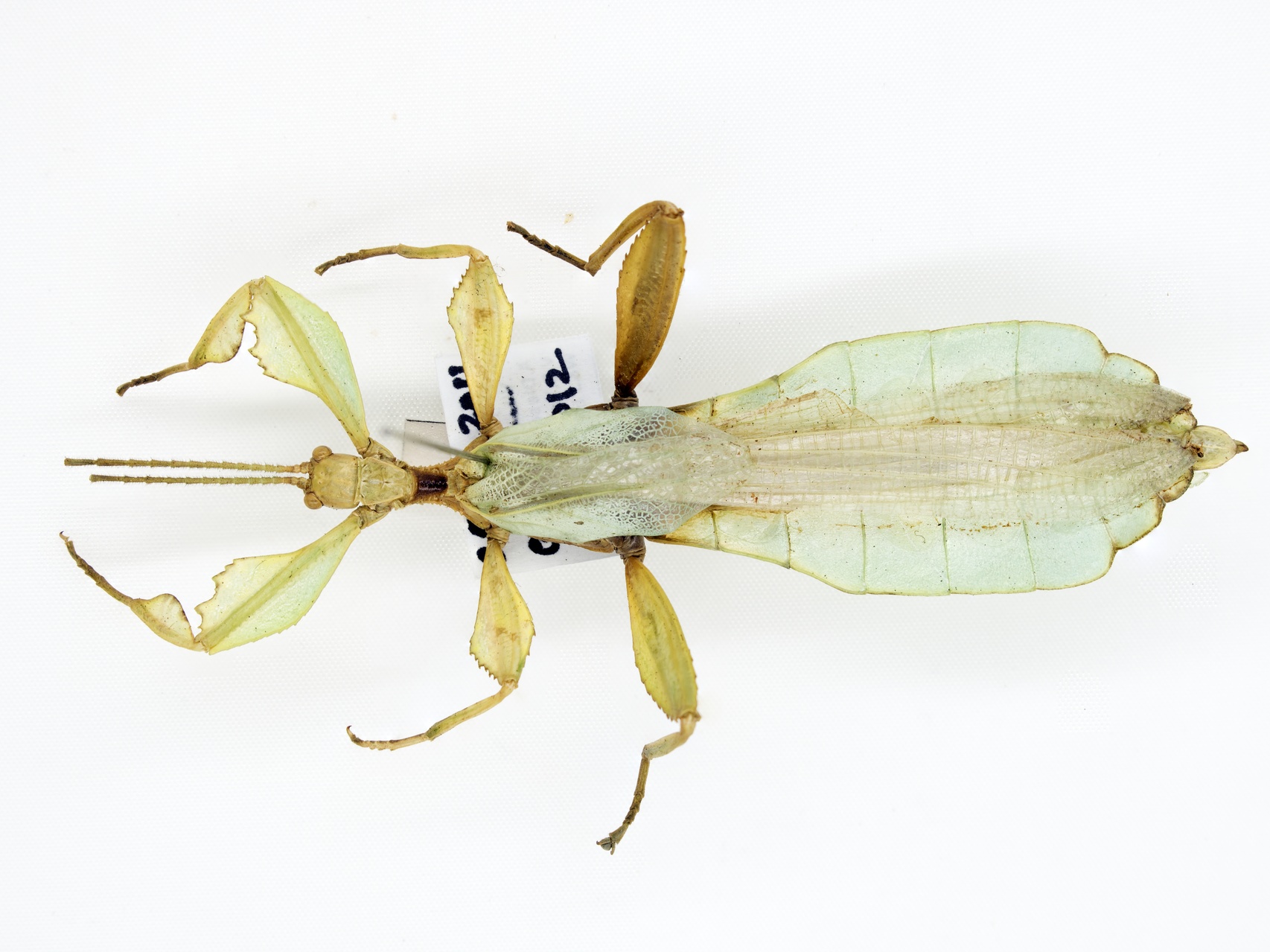MNH-Entomological Collection-05