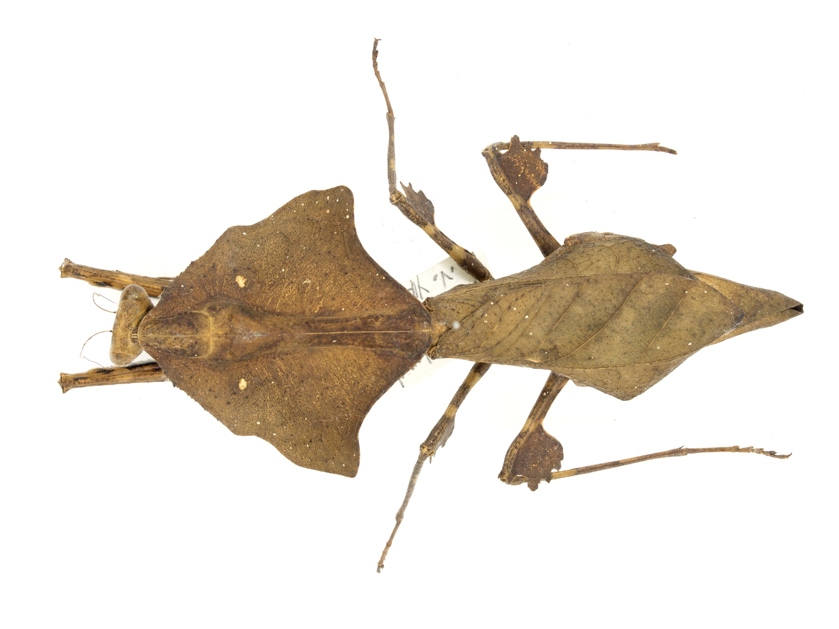MNH-Entomological Collection-06