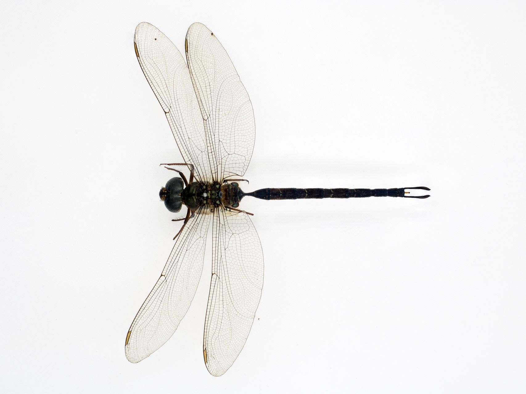 MNH-Entomological Collection-07