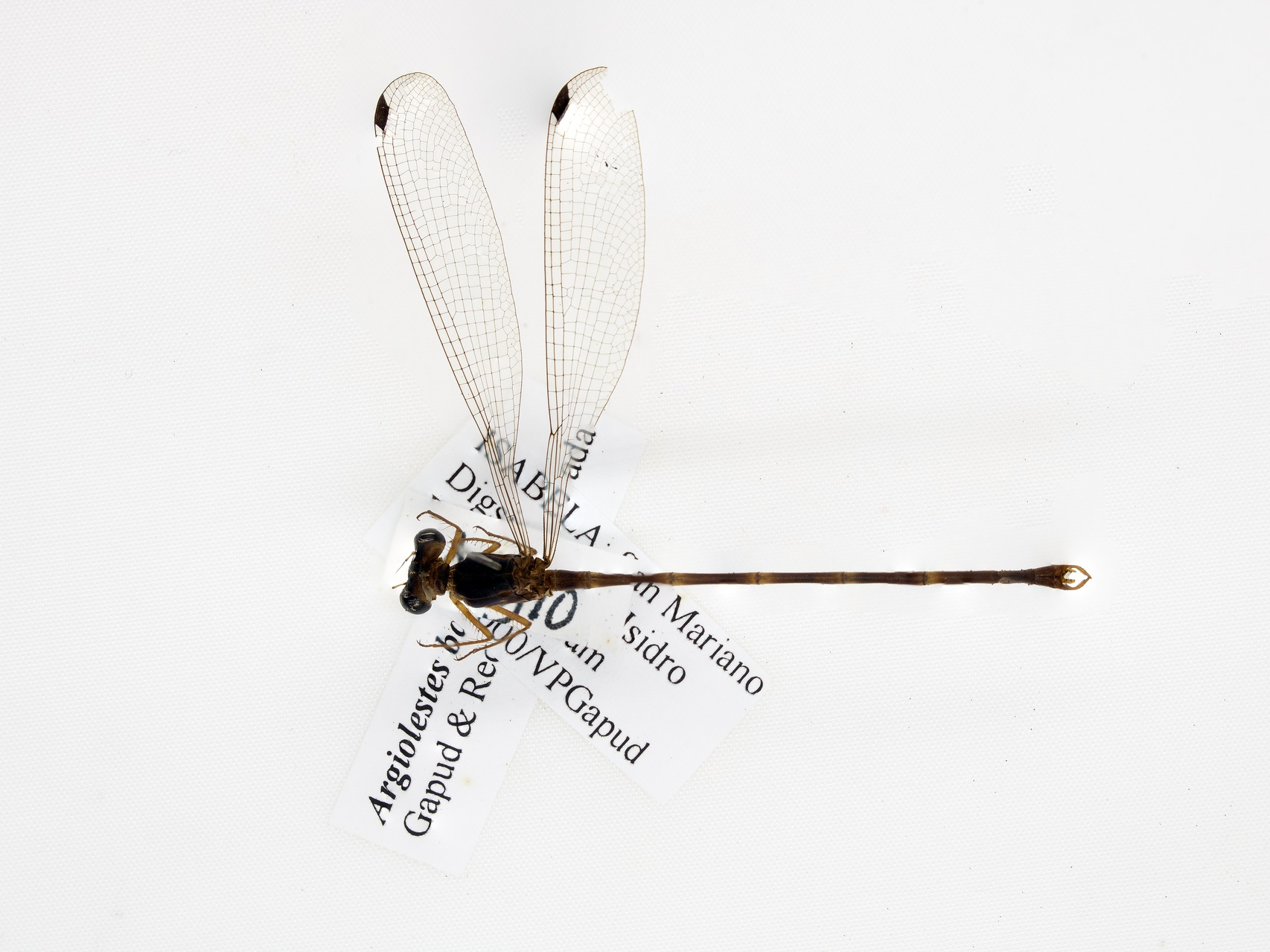 MNH-Entomological Collection-08