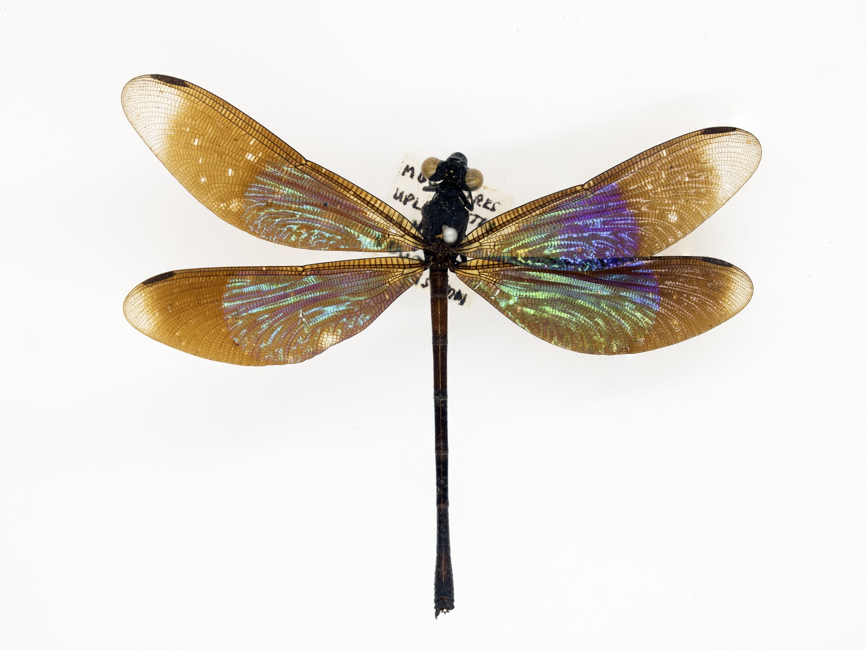 MNH-Entomological Collection-09