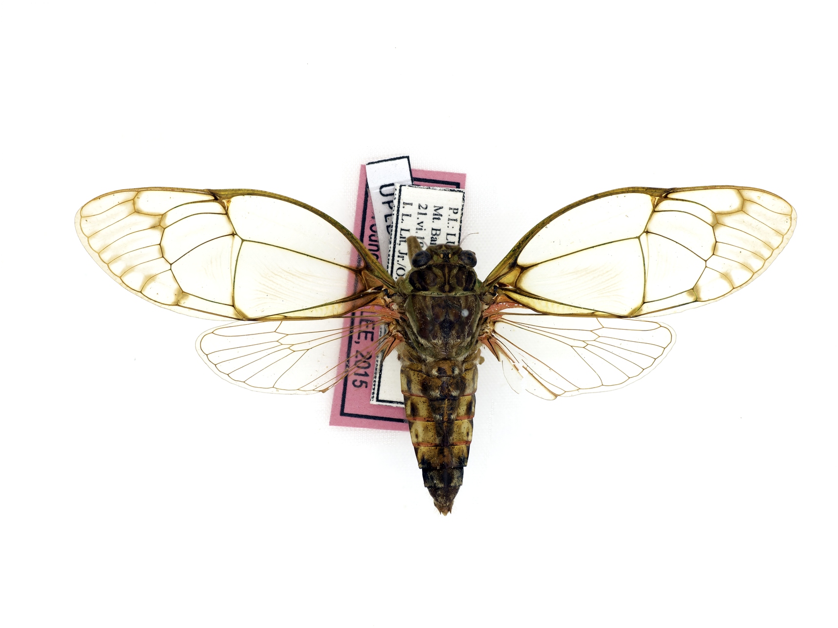 MNH-Entomological Collection-11