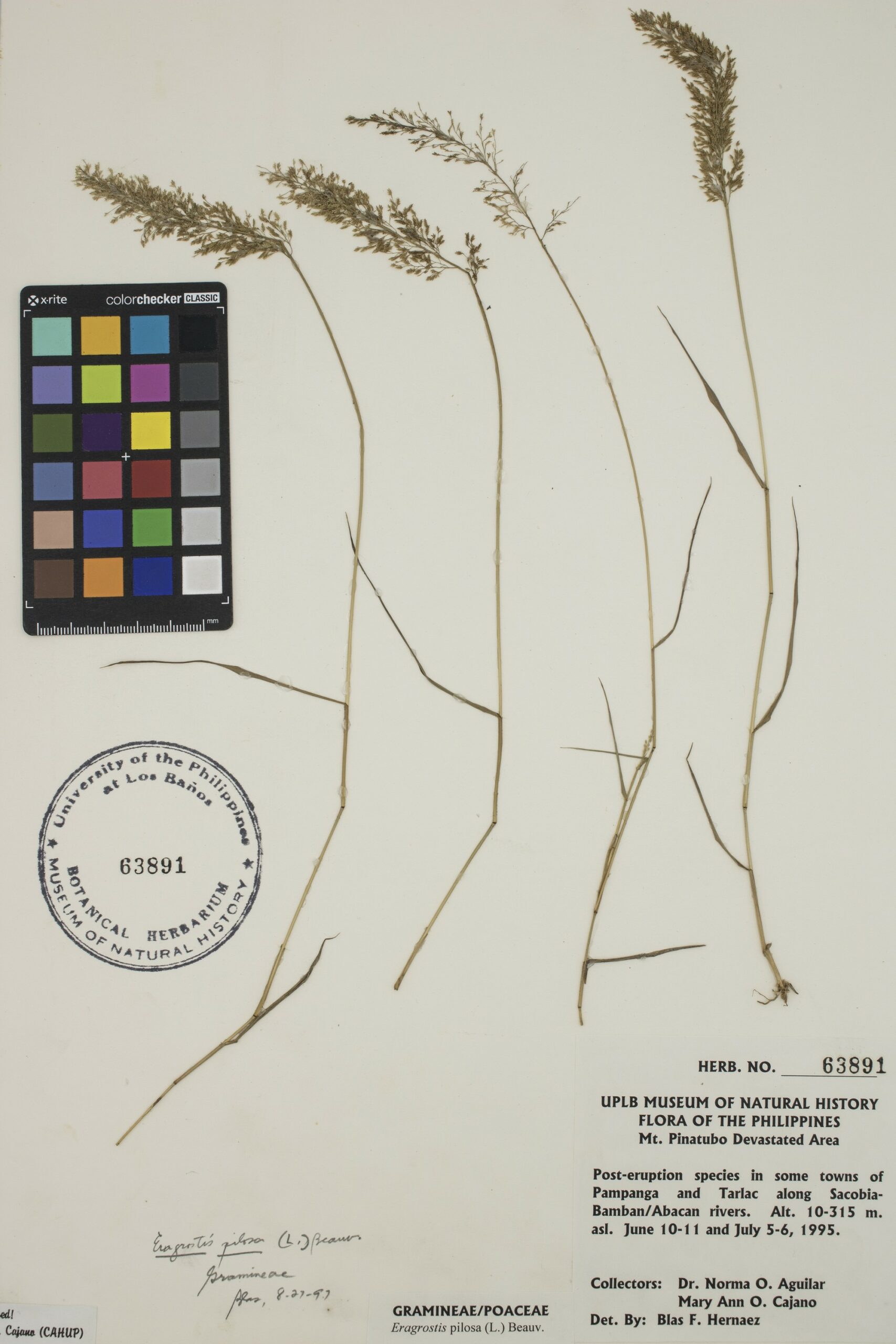 MNH-botanical herbarium-01