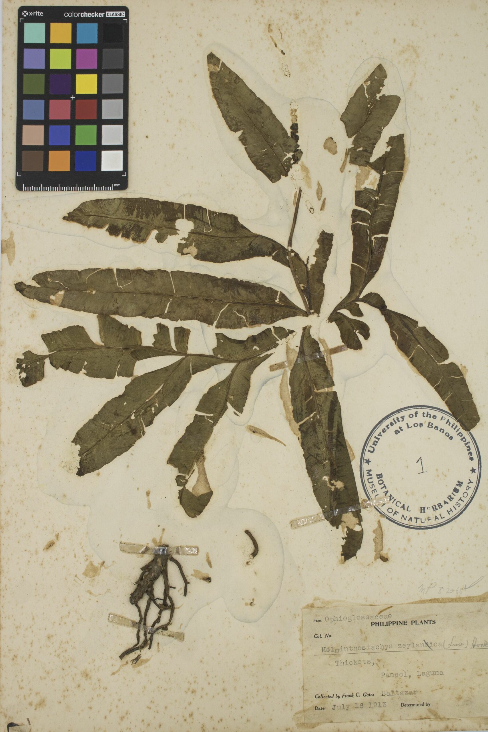 MNH-botanical herbarium-02
