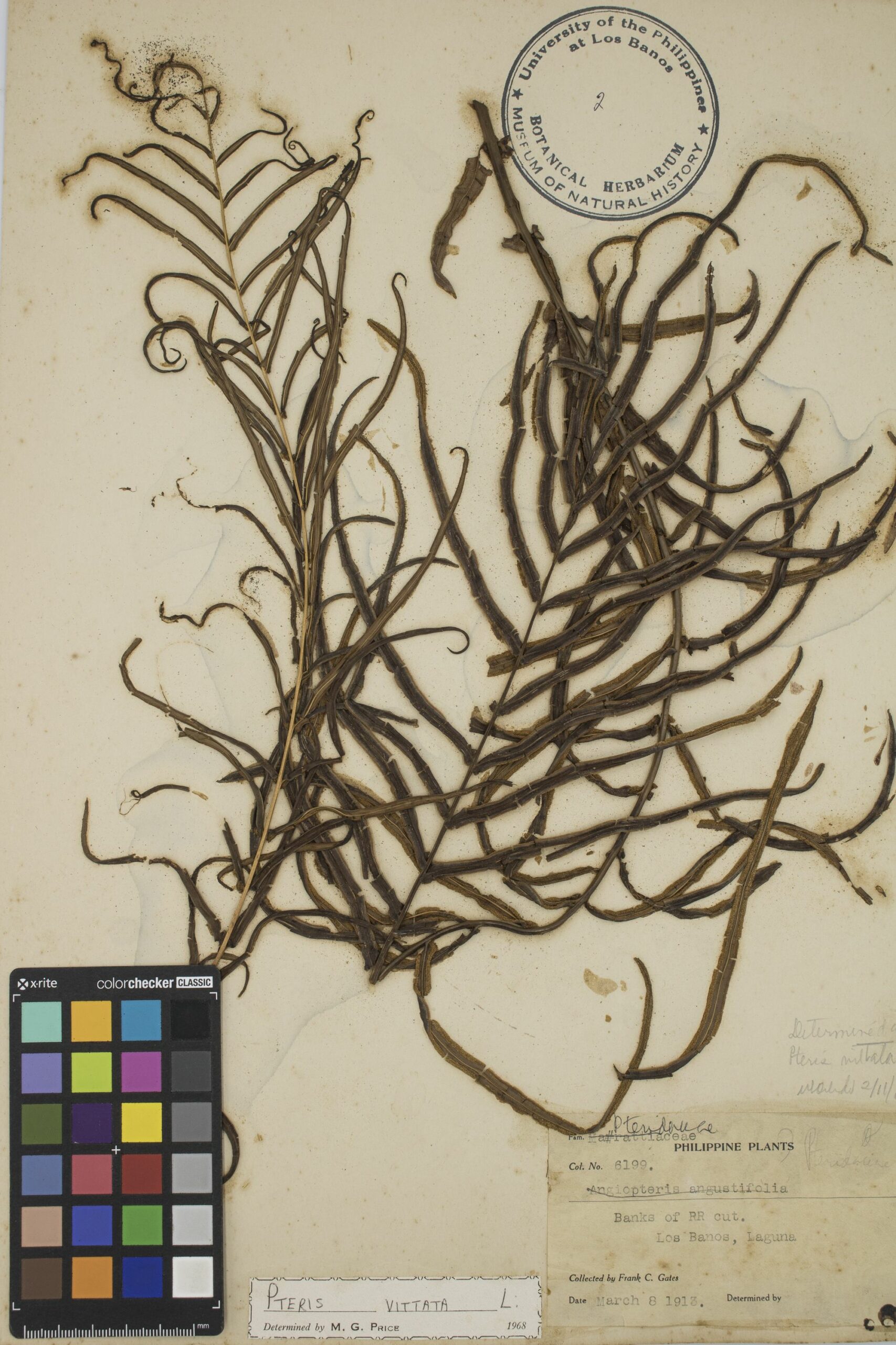 MNH-botanical herbarium-03
