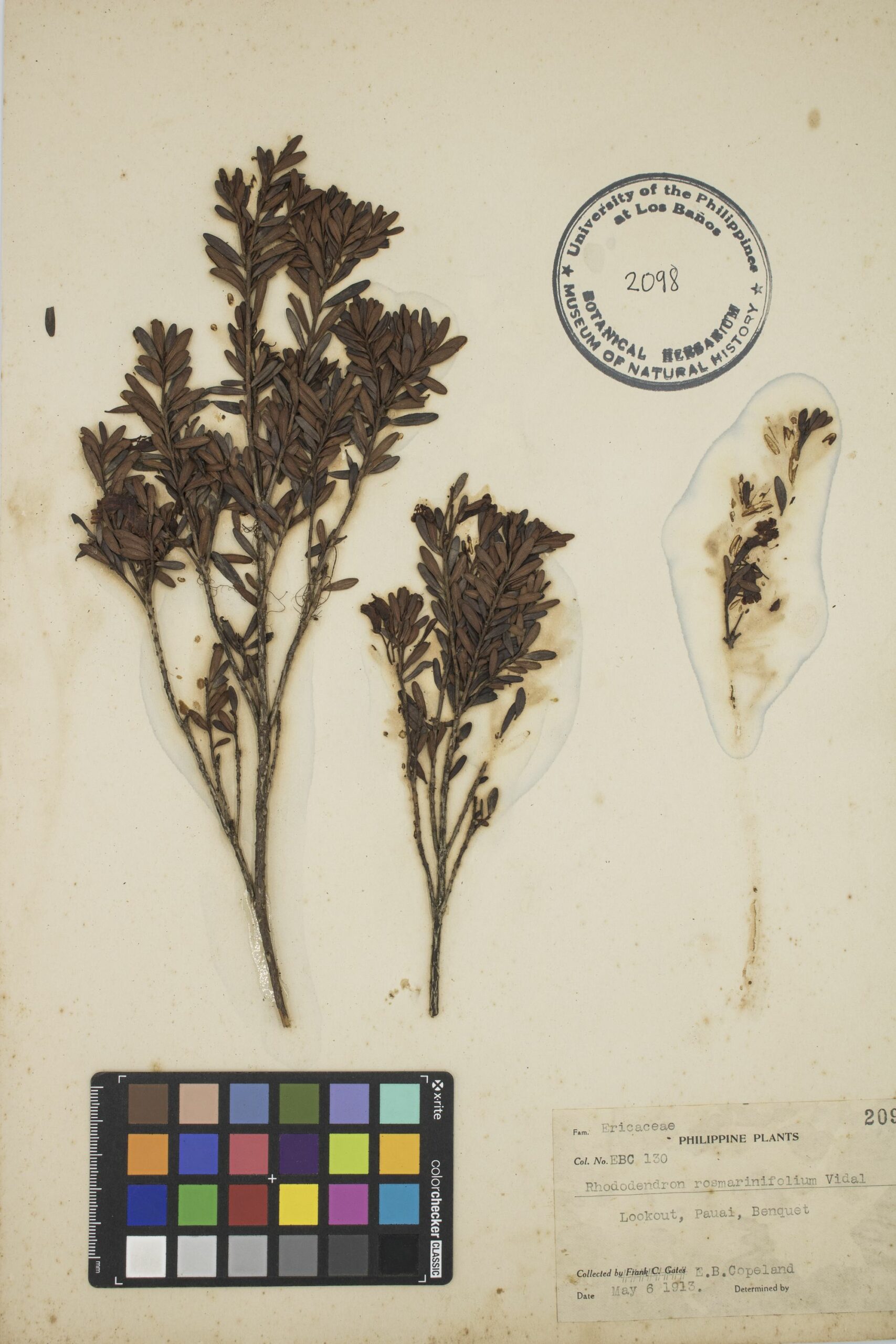 MNH-botanical herbarium-04