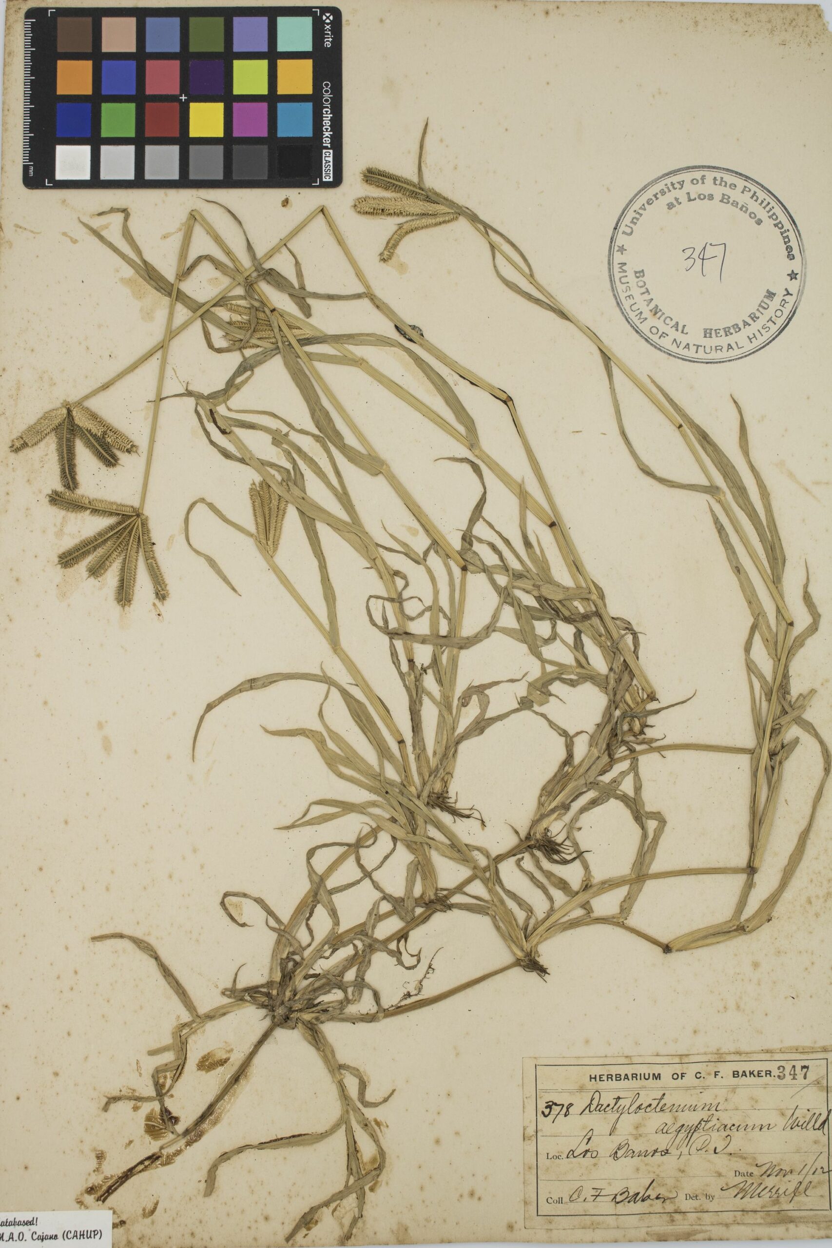 MNH-botanical herbarium-05