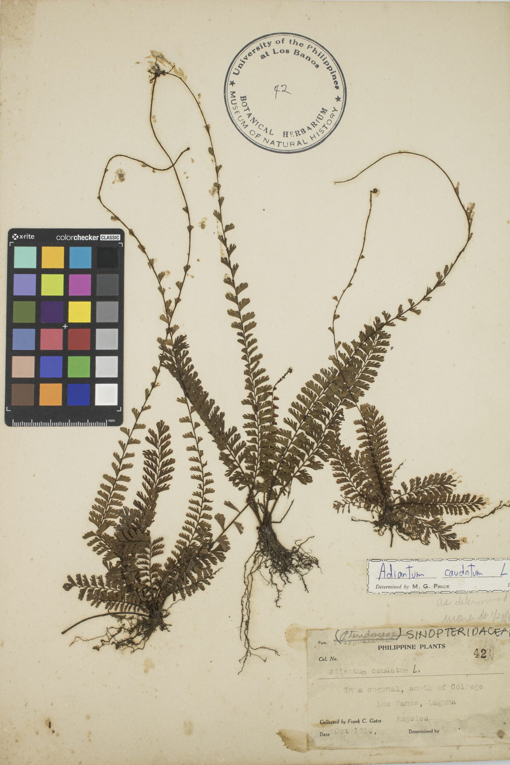 MNH-botanical herbarium-06