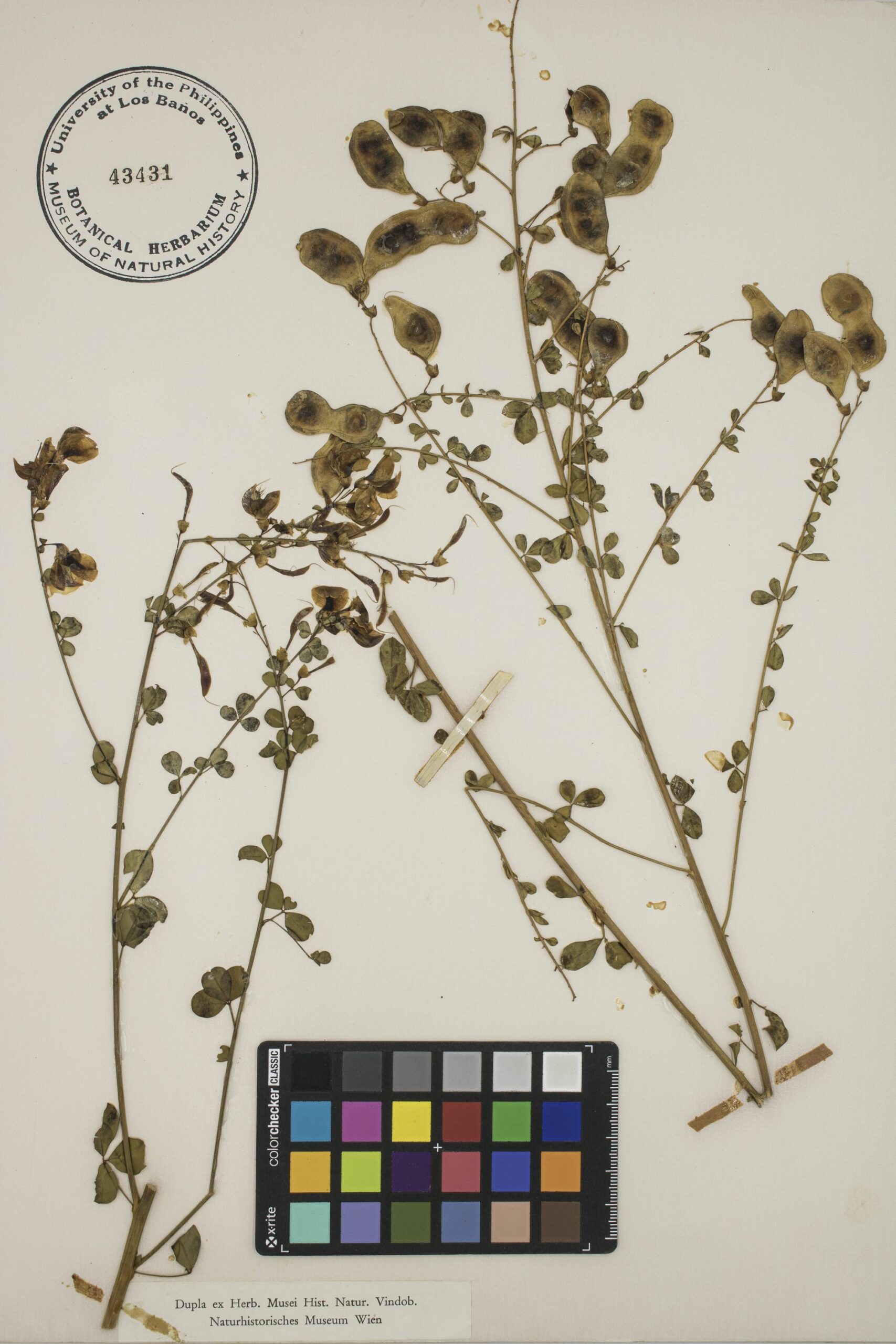 MNH-botanical herbarium-08