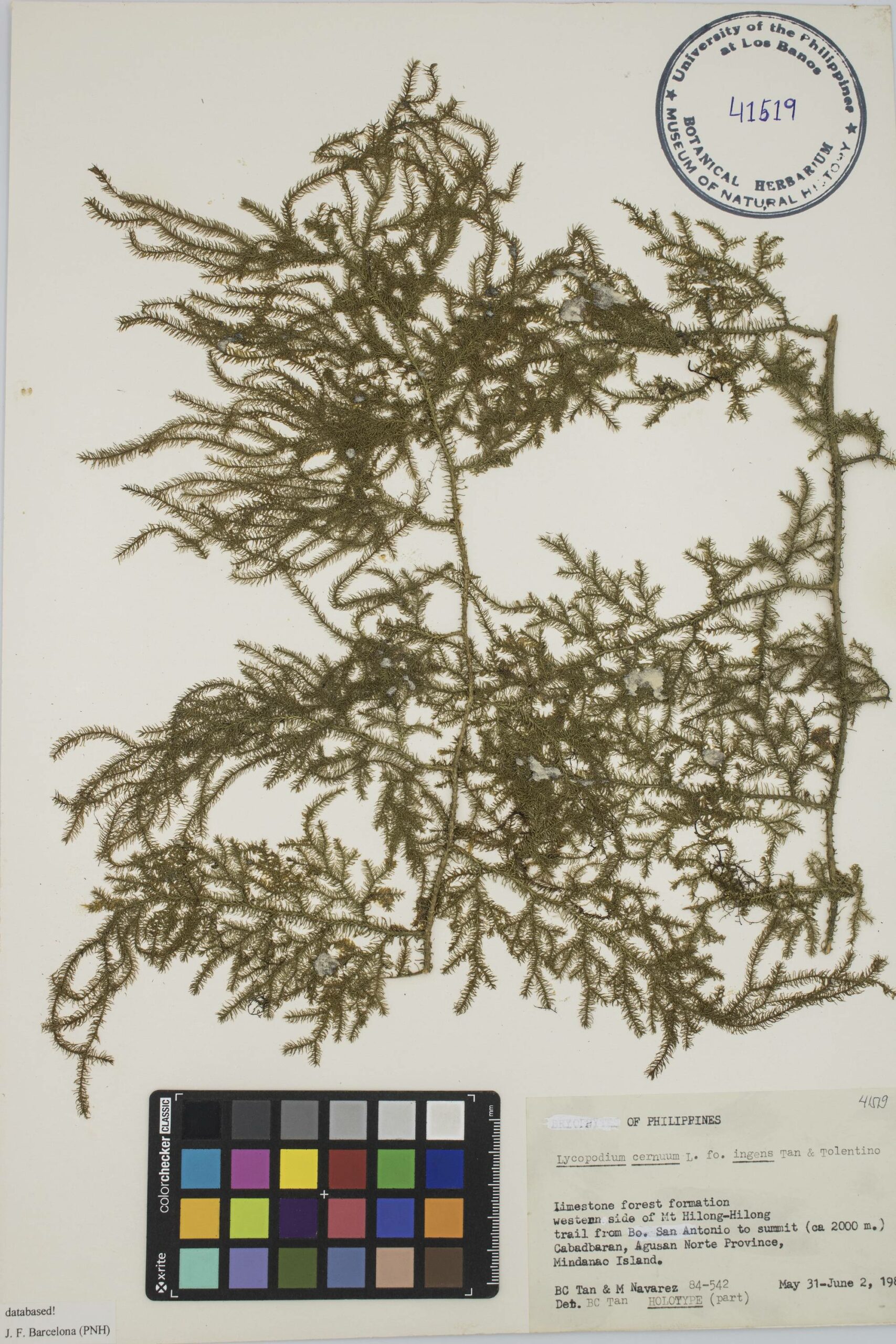 MNH-botanical herbarium-10