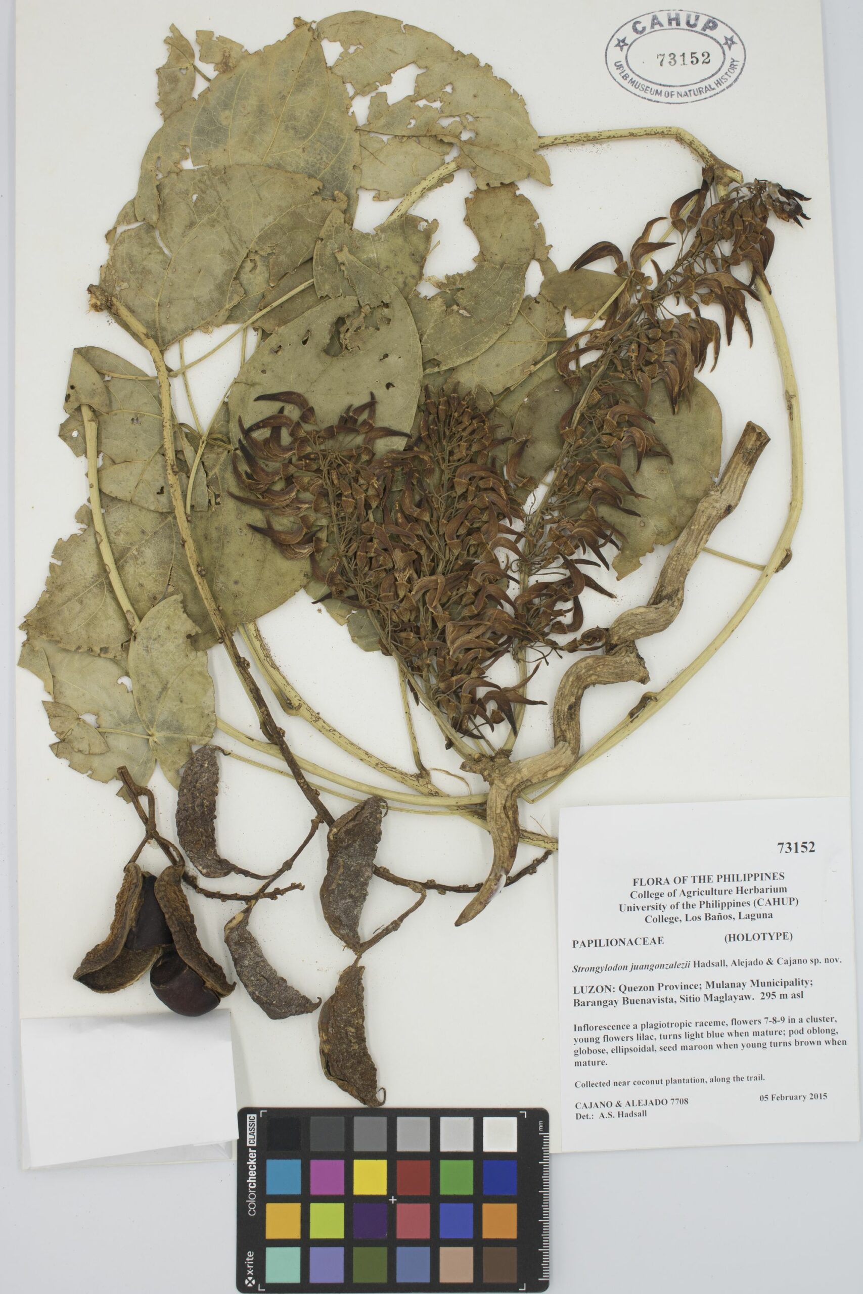 MNH-botanical herbarium-12
