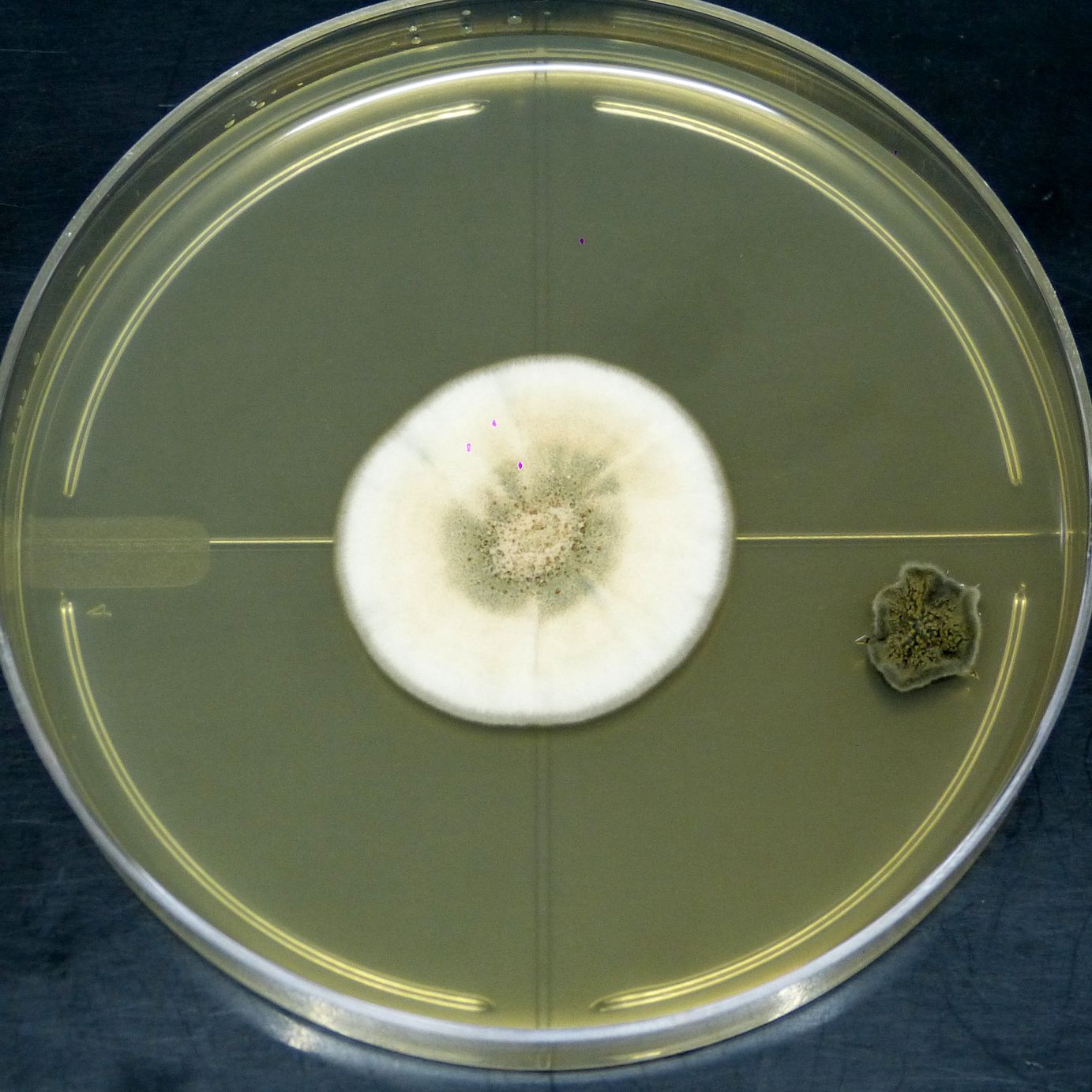 microbial-collection-10