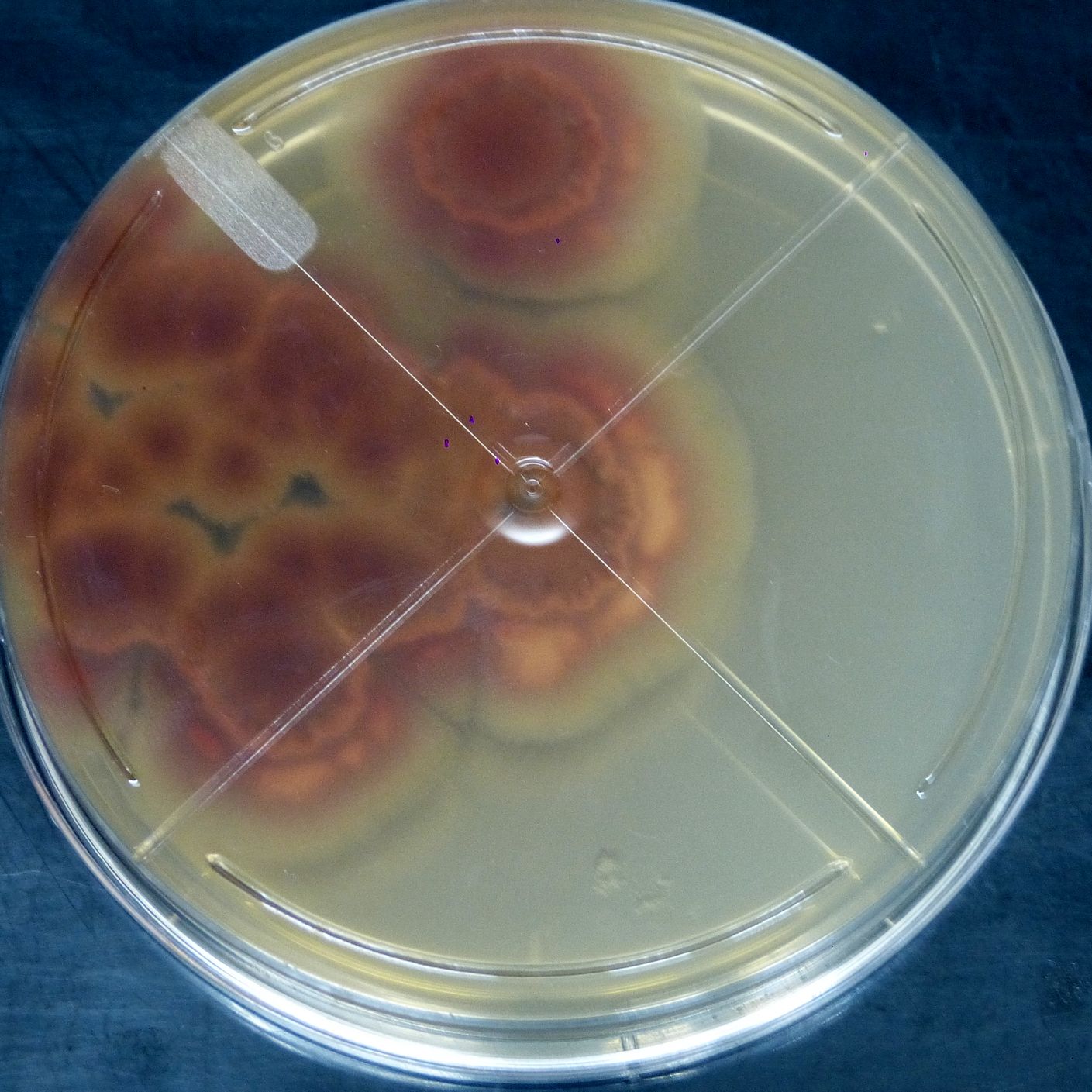 microbial-collection-11