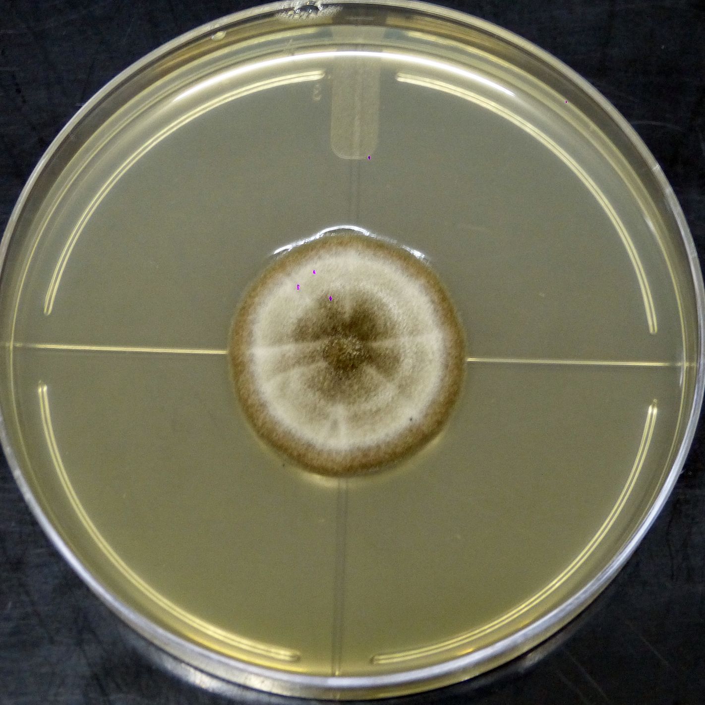 microbial-collection-13