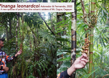 New endemic forest palm discovered, named after late botanist Leonard Co