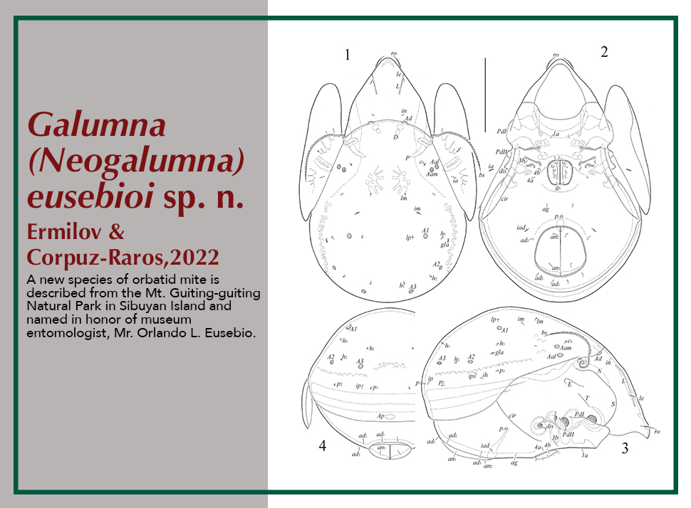 MNH entomologist honored, new species of oribatid mite named after