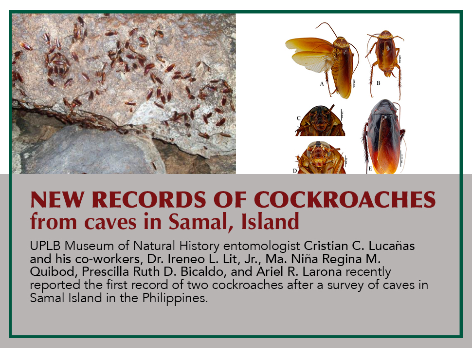 Cave biologists report new records of cockroaches from caves in Samal Island, Davao del Norte