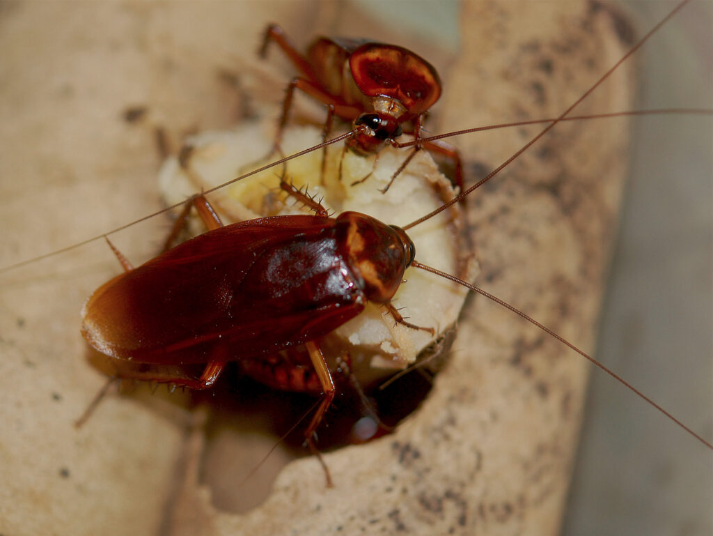 Pokemon Just Inspired The Name Of A New Cockroach