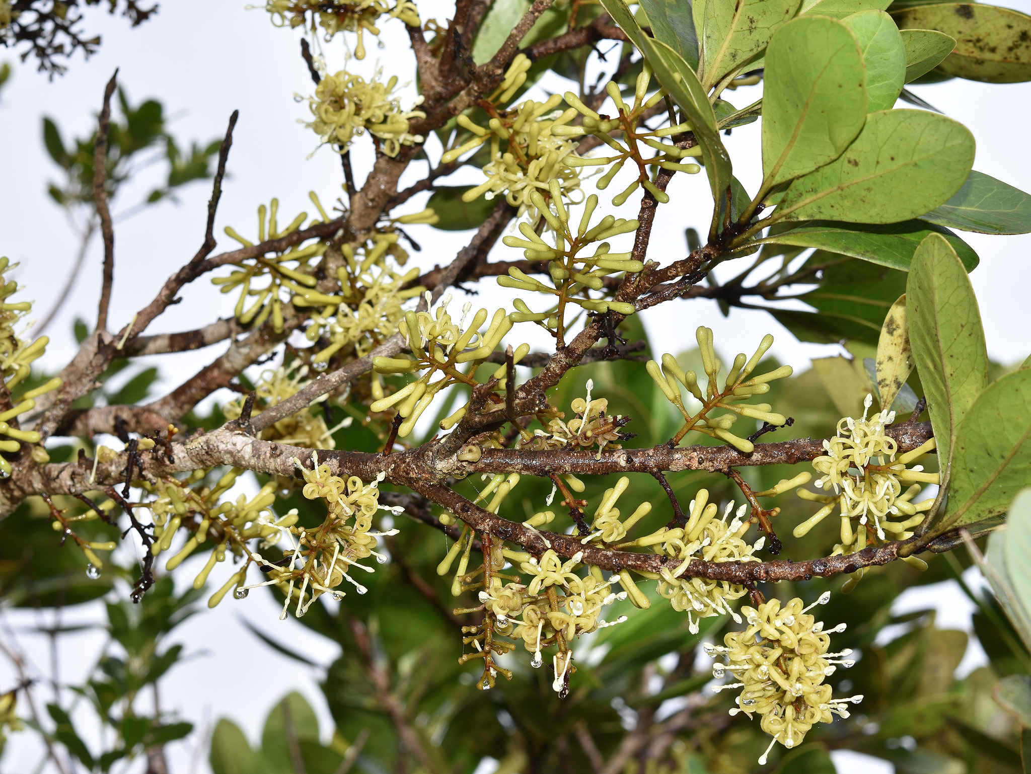 New, critically endangered tree species found in Mt. Mantalingahan dedicated to PH botanist Dan Lagunzad