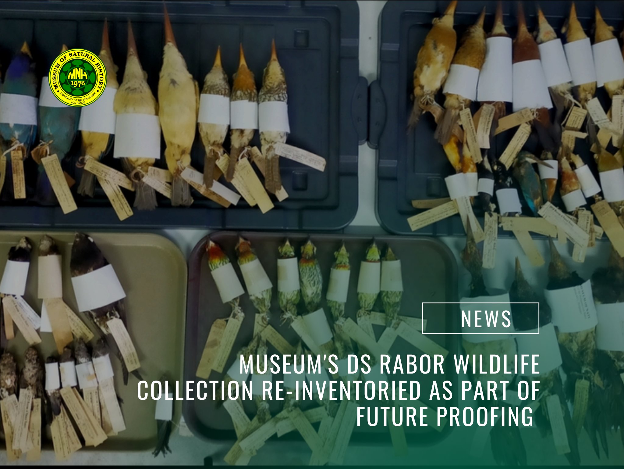 Museum’s DS Rabor Wildlife Collection re-inventoried as part of futureproofing