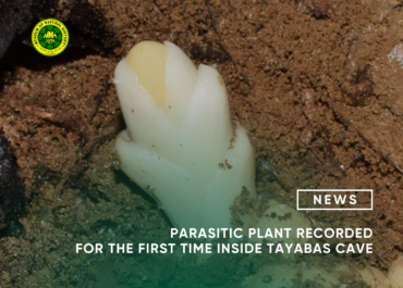 Parasitic plant recorded for the first time inside Tayabas cave