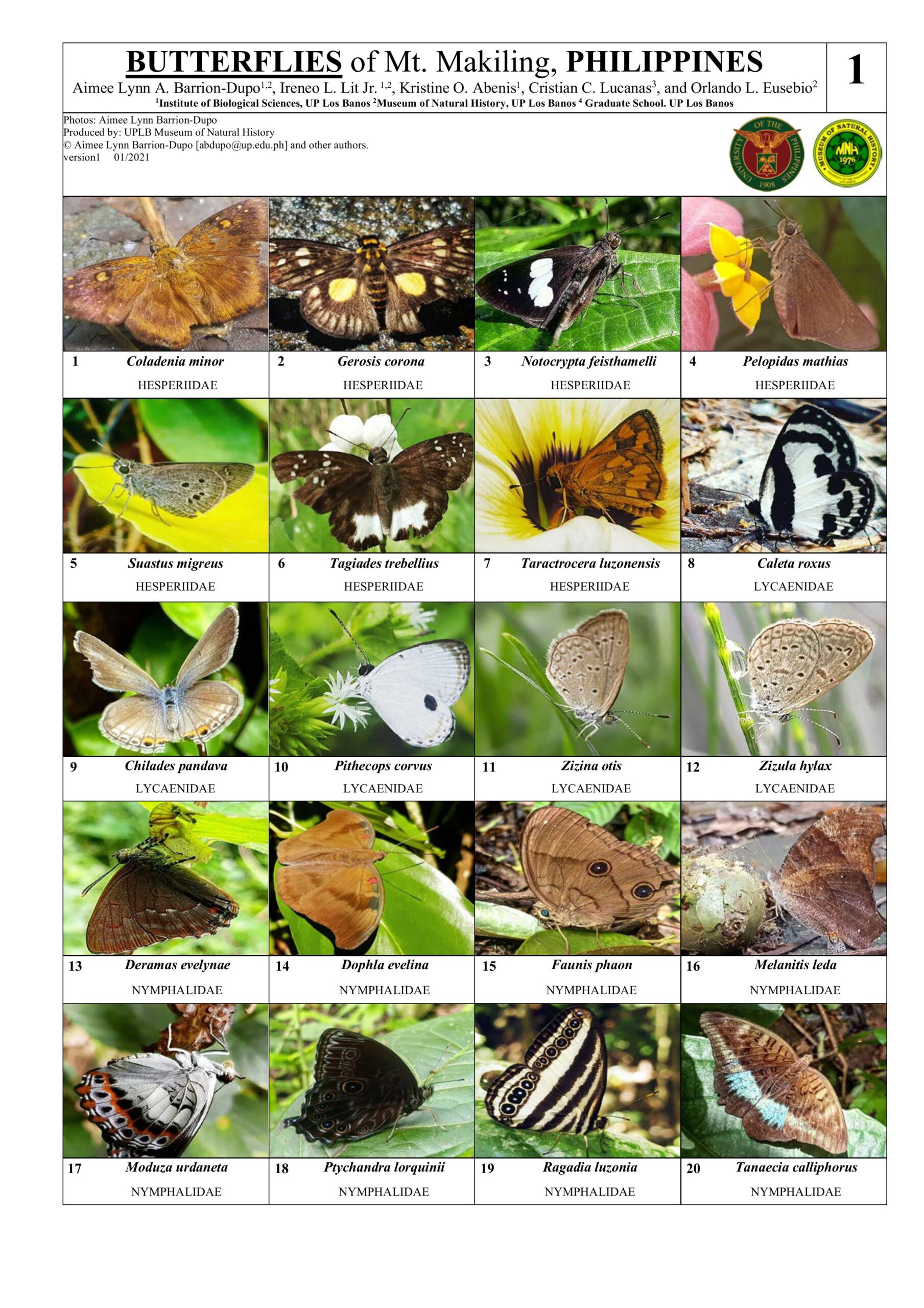 UPLBMNH-butterflies-makiling