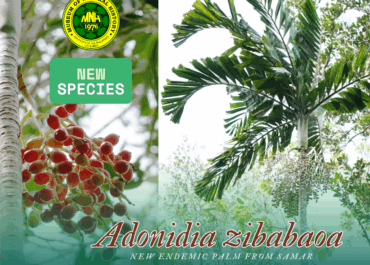 Museum curators discover new palm species endemic to Samar