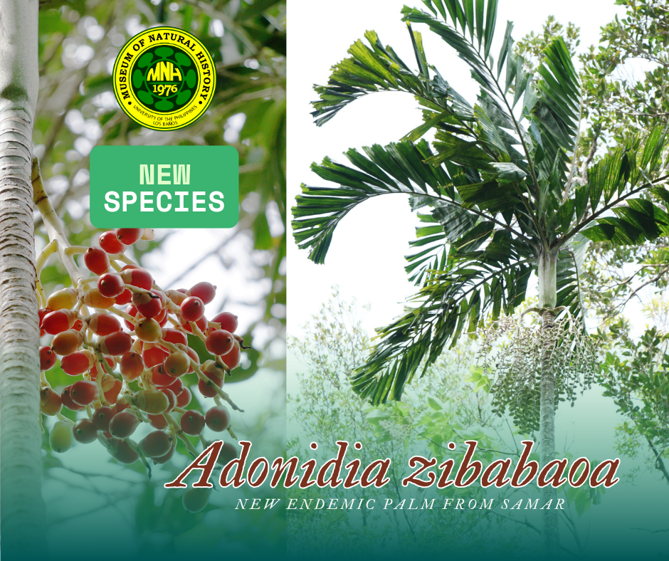 Museum curators discover new palm species endemic to Samar